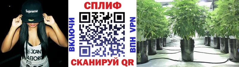Бошки марихуана конопля  купить закладку  Александровск 